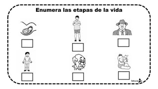 Enumera las etapas de la vida
 