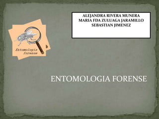 ALEJANDRA RIVERA MUNERA
     MARIA FDA ZULUAGA JARAMILLO
          SEBASTIAN JIMENEZ




ENTOMOLOGIA FORENSE
 