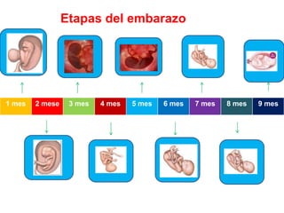 1 mes 2 mese 3 mes 4 mes 5 mes 6 mes 7 mes 8 mes 9 mes
Etapas del embarazo
 