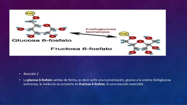 Etapas de la glucolisis