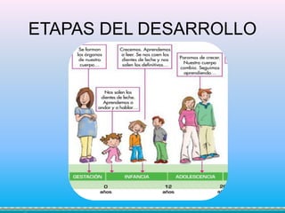 ETAPAS DEL DESARROLLO
 