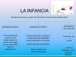 LA INFANCIA
DESARROLLO FISICO. DESARROLLO MOTOR DESARROLLO
DEL LENGUAJE
El crecimiento del
cuerpo es más
rápido durante el
primer año, Luego
se hace más lento
hasta la
adolescencia
El desarrollo motor se refiere a
la adquisición de habilidades
como la prensión y el caminar
Dentro de estas se encuentra
-Gateo, aplaudir etc.
-Sus primeros pasos
Comienza con
Arrullo
Y pasa al
Balbuceo o a las
primeras
palabras
Periodo de lactancia, a partir del nacimiento, hasta los dos primeros años
 