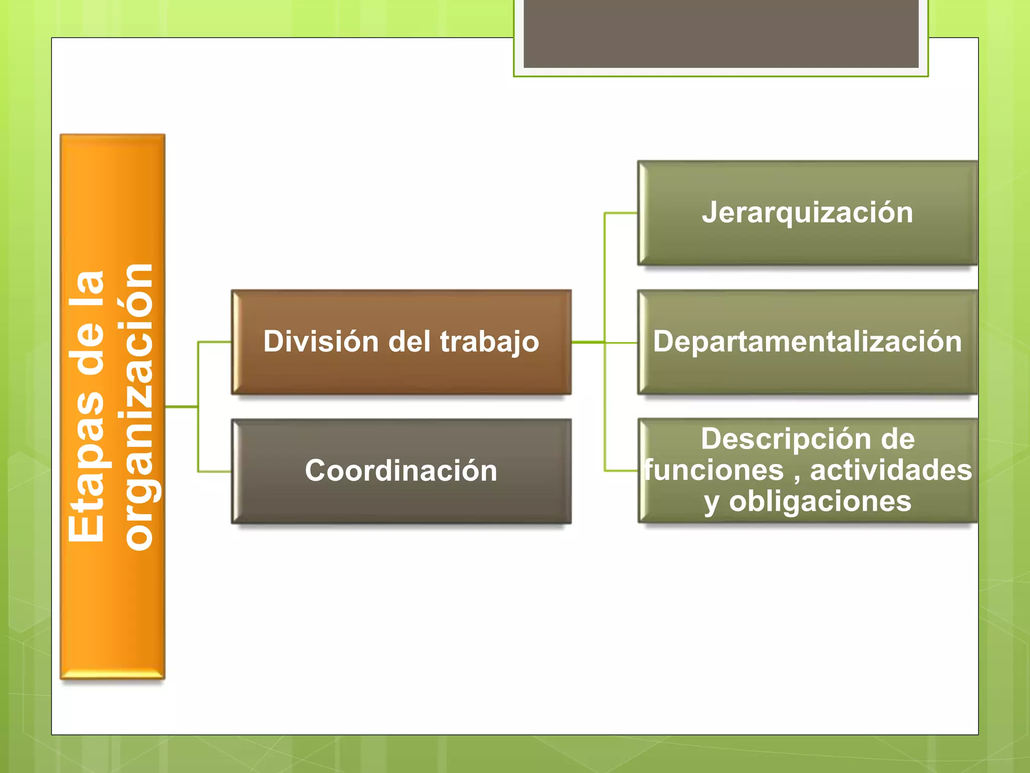 Etapas de la Organizacion | PPTX