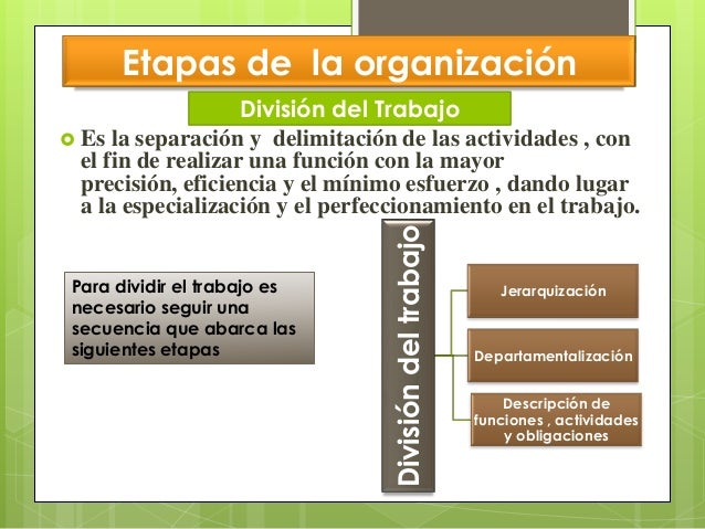 Etapas de la organizacion