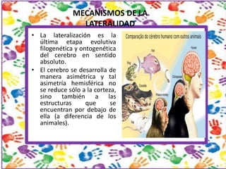 MECANISMOS DE LA
LATERALIDAD
• La lateralización es la
última etapa evolutiva
filogenética y ontogenética
del cerebro en s...