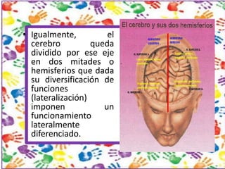 • Igualmente,
el
cerebro
queda
dividido por ese eje
en dos mitades o
hemisferios que dada
su diversificación de
funciones
...