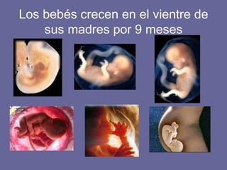 Los bebés crecen en el vientre de sus madres por 9 meses