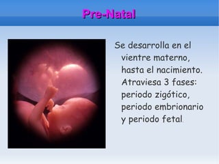 Pre-Natal Se desarrolla en el vientre materno, hasta el nacimiento. Atraviesa 3 fases: periodo zigótico, periodo embrionario y periodo fetal . 