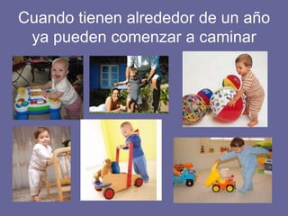 Cuando tienen alrededor de un año
ya pueden comenzar a caminar
 