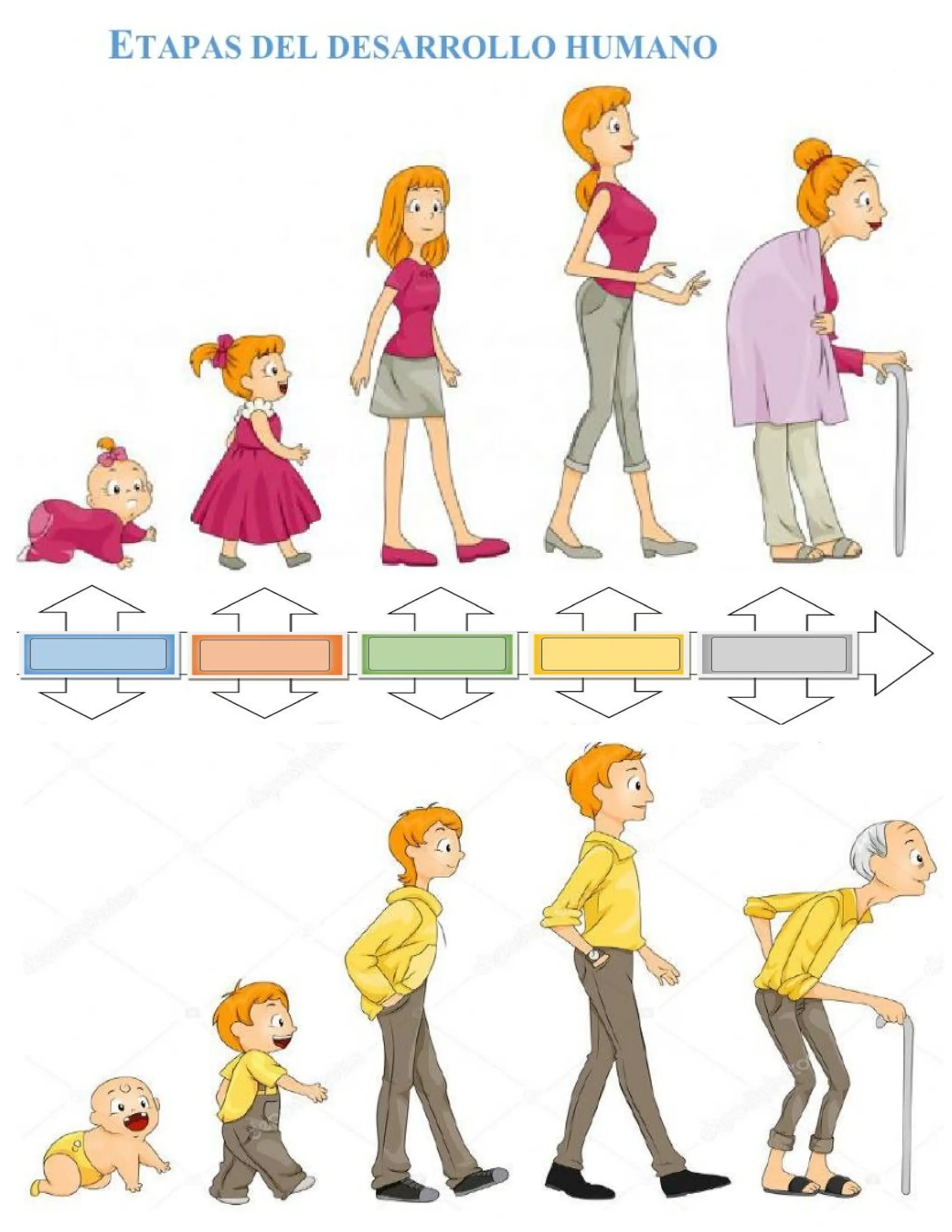 ETAPAS DE LA VIDA DEL SER HUMANO PRIMARIA | PPT