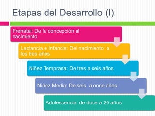 Etapas del Desarrollo (I)
Prenatal: De la concepción al
nacimiento
Lactancia e Infancia: Del nacimiento a
los tres años
Niñez Temprana: De tres a seis años
Niñez Media: De seis a once años
Adolescencia: de doce a 20 años
