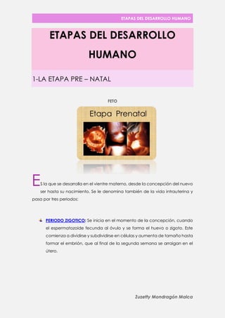ETAPAS DEL DESARROLLO HUMANO 
Zuzetty Mondragón Malca 
ETAPAS DEL DESARROLLO HUMANO 1-LA ETAPA PRE – NATAL 
FETO 
S la que se desarrolla en el vientre materno, desde la concepción del nuevo ser hasta su nacimiento. Se le denomina también de la vida intrauterina y pasa por tres periodos: 
PERIODO ZIGOTICO: Se inicia en el momento de la concepción, cuando el espermatozoide fecunda al óvulo y se forma el huevo o zigoto. Este comienza a dividirse y subdividirse en células y aumenta de tamaño hasta formar el embrión, que al final de la segunda semana se arraigan en el útero. 
E  
