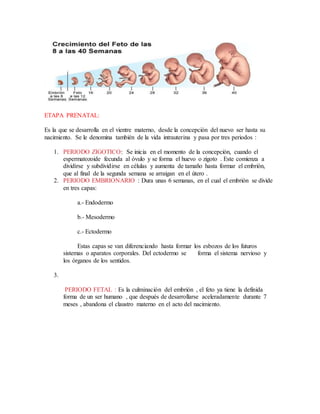 ETAPA PRENATAL:
Es la que se desarrolla en el vientre materno, desde la concepción del nuevo ser hasta su
nacimiento. Se le denomina también de la vida intrauterina y pasa por tres periodos :
1. PERIODO ZIGOTICO: Se inicia en el momento de la concepción, cuando el
espermatozoide fecunda al óvulo y se forma el huevo o zigoto . Este comienza a
dividirse y subdividirse en células y aumenta de tamaño hasta formar el embrión,
que al final de la segunda semana se arraigan en el útero .
2. PERIODO EMBRIONARIO : Dura unas 6 semanas, en el cual el embrión se divide
en tres capas:
a.- Endodermo
b.- Mesodermo
c.- Ectodermo
Estas capas se van diferenciando hasta formar los esbozos de los futuros
sistemas o aparatos corporales. Del ectodermo se forma el sistema nervioso y
los órganos de los sentidos.
3.
PERIODO FETAL : Es la culminación del embrión , el feto ya tiene la definida
forma de un ser humano , que después de desarrollarse aceleradamente durante 7
meses , abandona el claustro materno en el acto del nacimiento.
 