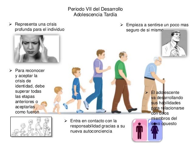 Etapas del desarrollo