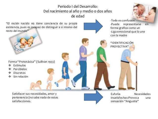 Etapas del desarrollo