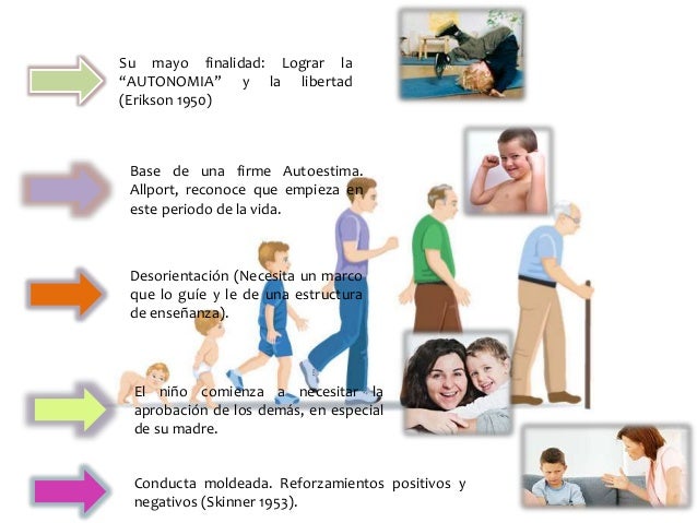 Etapas del desarrollo