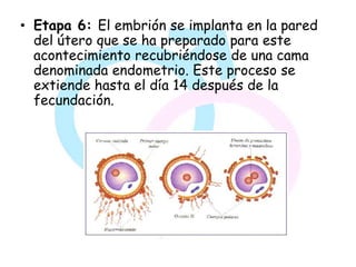 • Etapa 6: El embrión se implanta en la pared
  del útero que se ha preparado para este
  acontecimiento recubriéndose de una cama
  denominada endometrio. Este proceso se
  extiende hasta el día 14 después de la
  fecundación.
 