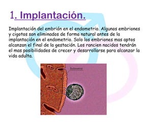 1. Implantación.
Implantación del embrión en el endometrio. Algunos embriones
y cigotos son eliminados de forma natural antes de la
implantación en el endometrio. Solo los embriones mas aptos
alcanzan el final de la gestación. Los rancien nacidos tendrán
el mas posibilidades de crecer y desarrollarse para alcanzar la
vida adulta.
 
