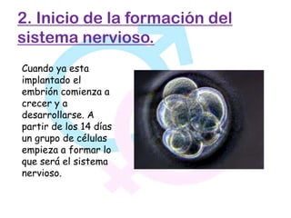 2. Inicio de la formación del
sistema nervioso.
Cuando ya esta
implantado el
embrión comienza a
crecer y a
desarrollarse. A
partir de los 14 días
un grupo de células
empieza a formar lo
que será el sistema
nervioso.
 
