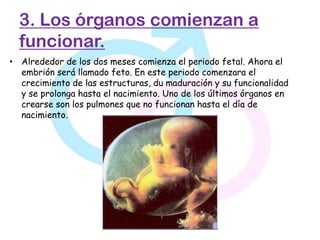 3. Los órganos comienzan a
  funcionar.
• Alrededor de los dos meses comienza el periodo fetal. Ahora el
  embrión será llamado feto. En este periodo comenzara el
  crecimiento de las estructuras, du maduración y su funcionalidad
  y se prolonga hasta el nacimiento. Uno de los últimos órganos en
  crearse son los pulmones que no funcionan hasta el día de
  nacimiento.
 