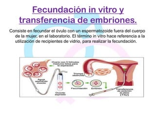Fecundación in vitro y
     transferencia de embriones.
Consiste en fecundar el óvulo con un espermatozoide fuera del cuerpo
  de la mujer, en el laboratorio. El término in vitro hace referencia a la
  utilización de recipientes de vidrio, para realizar la fecundación.
 