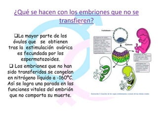 ¿Qué se hacen con los embriones que no se
                  transfieren?

   La mayor parte de los
   óvulos que se obtienen
tras la estimulación ovárica
     es fecundada por los
      espermatozoides.
  Los embriones que no han
sido transferidos se congelan
en nitrógeno líquido a -160ºC.
Así se logra una parada en las
funciones vitales del embrión
 que no comporta su muerte.
 