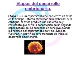 Etapas del desarrollo
            embrionario.
• Etapa 1: Si un espermatozoide encuentra un óvulo
  en la trompa, intenta atravesar su membrana; si lo
  consigue, el óvulo produce una cubierta muy
  resistente que evita la penetración de un segundo
  espermatozoide. La fecundación concluye cuando
  los núcleos del espermatozoide y del óvulo se
  fusionan. A partir de este momento se inicia el
  desarrollo embrionario.
 
