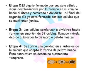 • Etapa 2:El cigoto formado por una sola célula ,
  sigue desplazándose por la trompa en su camino
  hacia el útero y comienza a dividirse. Al final del
  segundo día ya esta formado por dos células que
  se mantienen juntas.

• Etapa 3: Las células comienzan a dividirse hasta
  formar un embrión de 32 células, llamado mórula
  debido a su aspecto de mora o pelota maziza.

• Etapa 4: Se forma una cavidad en el interior de
  la mórula que adopta la forma de pelota hueca.
  Esta estructura se denomina blastocisto
  temprano.
 