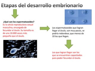 ¿Qué son los espermatozoides?
Es la célula reproductora sexual
masculina, encargada de
fecundar el óvulo. Su tamaño es
de una 10.000 veces más
pequeño que el óvulo.
Los espermatozoides que logran
llegar al óvulo, son muy pocos, se
podría redondear, que menos de
10 los que llegan.
Los que logran llegar son los
que se encuentran capacitados
para poder fecundar el óvulo.
 