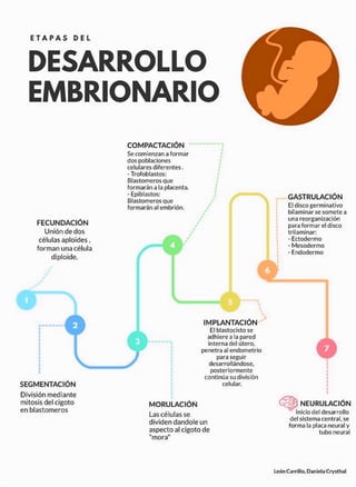 Etapas del desarrollo embrionario infografia