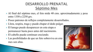 Al final del séptimo mes, el feto mide 40 cms. aproximadamente y pesa 
entre 1350 a 2250 grs. 
 Posee patrones de refle...