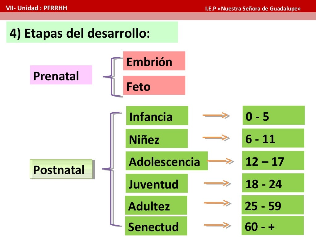 Etapas del desarrollo humano Etapas del desarrollo humano