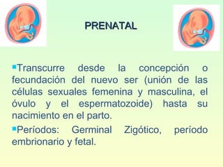 PRENATALPRENATAL
Transcurre desde la concepción o
fecundación del nuevo ser (unión de las
células sexuales femenina y masculina, el
óvulo y el espermatozoide) hasta su
nacimiento en el parto.
Períodos: Germinal Zigótico, período
embrionario y fetal.
 