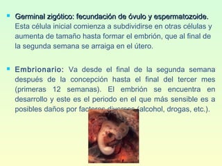  Germinal zigótico: fecundación de óvulo y espermatozoide.Germinal zigótico: fecundación de óvulo y espermatozoide.
Esta célula inicial comienza a subdividirse en otras células y
aumenta de tamaño hasta formar el embrión, que al final de
la segunda semana se arraiga en el útero.
 Embrionario: Va desde el final de la segunda semana
después de la concepción hasta el final del tercer mes
(primeras 12 semanas). El embrión se encuentra en
desarrollo y este es el periodo en el que más sensible es a
posibles daños por factores diversos (alcohol, drogas, etc.). 
 