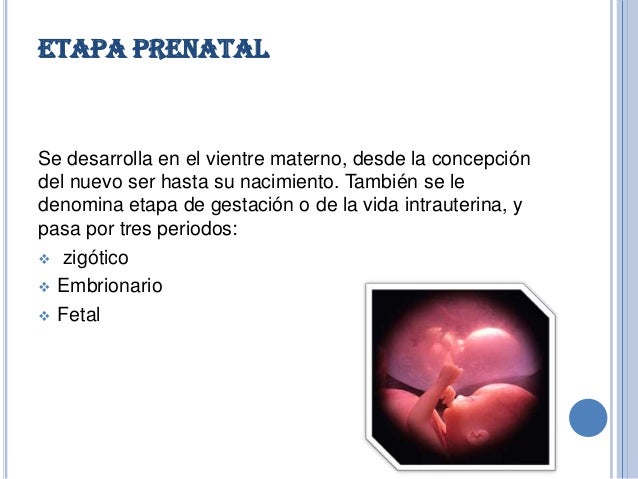 Etapas del desarrollo humano linda Etapas del desarrollo humano linda
