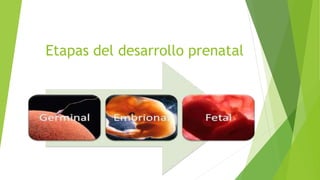 Etapas del desarrollo prenatal
 