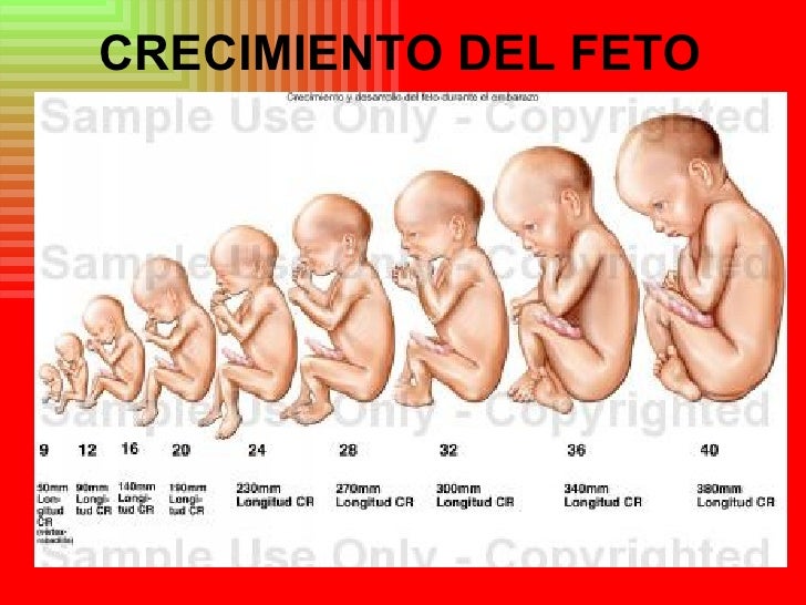 Adelgazar en una semana a 10 kg sin regímenes para los niños
