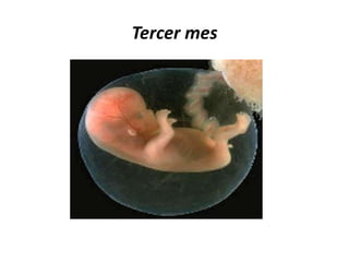 Tercer mes
 