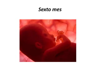 Sexto mes
 