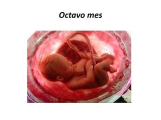 Octavo mes
 