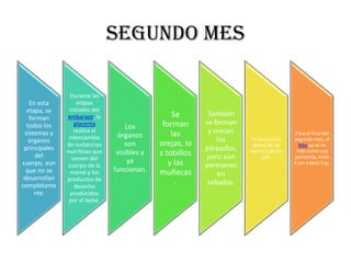SEGUNDO MES

                 Durante las
   En esta         etapas
  etapa, se     iniciales del
               embarazo, la                       Se        También
   forman
  todos los       placenta                     forman      se forman
                                    Los
 sistemas y       realiza el
                                                  las       y crecen                      Para el final del
                intercambio      órganos
   órganos                                                     los      Se forman los    segundo mes, el
               de sustancias        son       orejas, lo                 dedos de las      feto ya se ve
 principales   nutritivas que                              párpados,    manos y de los    más como una
     del                         visibles y   s tobillos
                 vienen del                                 pero aún         pies.       personita, mide
cuerpo, aun                          ya          y las                                   4 cm y pesa 5 gr.
                cuerpo de la                               permanec
  que no se      mamá y los     funcionan.    muñecas           en
 desarrollan   productos de
completame        desecho
                                                   .        sellados.
     nte.        producidos
                por el bebé.
 