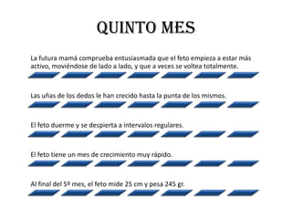 QUINTO MES
La futura mamá comprueba entusiasmada que el feto empieza a estar más
activo, moviéndose de lado a lado, y que a veces se voltea totalmente.



Las uñas de los dedos le han crecido hasta la punta de los mismos.



El feto duerme y se despierta a intervalos regulares.



El feto tiene un mes de crecimiento muy rápido.



Al final del 5º mes, el feto mide 25 cm y pesa 245 gr.
 
