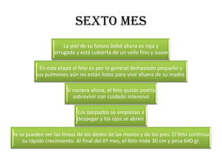 SEXTO MES
                     La piel de su futuro bebé ahora es roja y
                 arrugada y está cubierta de un vello fino y suave

           En esta etapa el feto es por lo general demasiado pequeño y
          sus pulmones aún no están listos para vivir afuera de su madre.

                       Si naciera ahora, el feto quizás podría
                          sobrevivir con cuidado intensivo

                           Los párpados se empiezan a
                           despegar y los ojos se abren.

Ya se pueden ver las líneas de los dedos de las manos y de los pies. El feto continúa
    su rápido crecimiento. Al final del 6º mes, el feto mide 30 cm y pesa 640 gr.
 