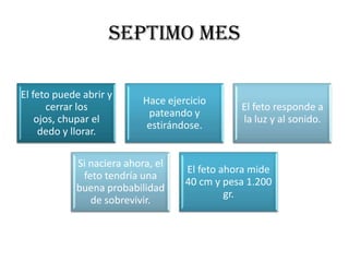 SEPTIMO MES

El feto puede abrir y
                           Hace ejercicio
       cerrar los                              El feto responde a
                            pateando y
    ojos, chupar el                            la luz y al sonido.
                            estirándose.
     dedo y llorar.

            Si naciera ahora, el
                                    El feto ahora mide
             feto tendría una
                                    40 cm y pesa 1.200
            buena probabilidad
                                             gr.
               de sobrevivir.
 