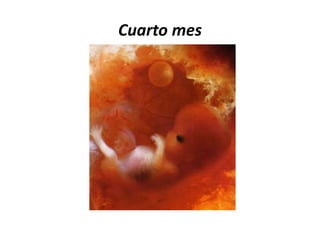 Cuarto mes
 