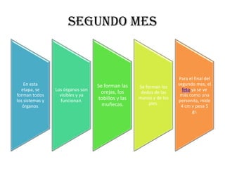 SEGUNDO MES


                                                                      Para el final del
    En esta                        Se forman las                      segundo mes, el
                                                     Se forman los
  etapa, se      Los órganos son                                        feto ya se ve
                                     orejas, los      dedos de las
forman todos       visibles y ya                                       más como una
                                    tobillos y las   manos y de los
los sistemas y      funcionan.                                        personita, mide
                                     muñecas.             pies.
   órganos.                                                            4 cm y pesa 5
                                                                             gr.
 