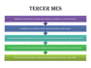 TERCER MES
        Pasadas las 8 primeras semanas del embarazo, al bebé no se llama embrión.



               Los dedos de las manos y de los pies ahora tienen uñas suaves.



La boca presenta veinte botoncitos que se convertirán futuramente en los ''dientes de leche".



  Por primera vez, la madre podrá oír los latidos del corazón de su bebé (10 a 12 semanas).



        Para el final de este mes, el feto mide aproximadamente 10 cm y pesa 20 gr.
 