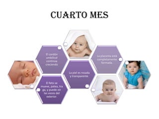 CUARTO MES


   El cordón
                                        La placenta está
   umbilical
                                        completamente
    continúa
                                            formada.
   creciendo

                    La piel es rosada
                     y transparente.

    El feto se
mueve, patea, tra
 ga, y puede oír
  las voces del
     exterior.
 