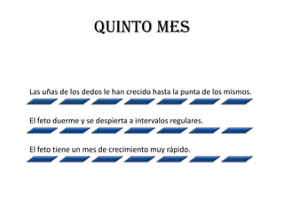QUINTO MES


Las uñas de los dedos le han crecido hasta la punta de los mismos.


El feto duerme y se despierta a intervalos regulares.


El feto tiene un mes de crecimiento muy rápido.
 