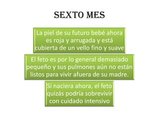 SEXTO MES
    La piel de su futuro bebé ahora
        es roja y arrugada y está
   cubierta de un vello fino y suave
 El feto es por lo general demasiado
pequeño y sus pulmones aún no están
 listos para vivir afuera de su madre.
       Si naciera ahora, el feto
       quizás podría sobrevivir
        con cuidado intensivo
 